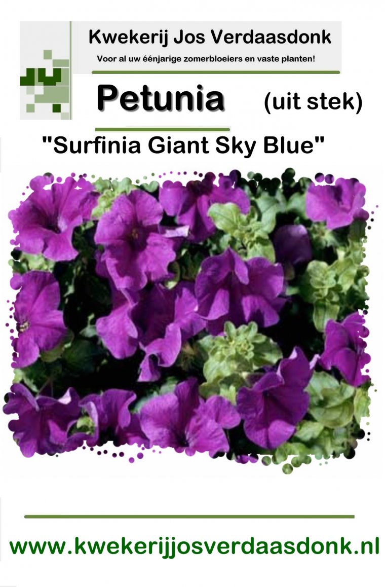 420 petunia surfinia giant sky blue